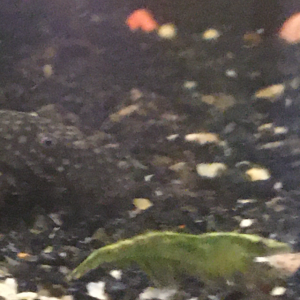 Neocaridina green jade