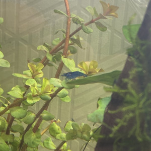 Crevette blue velvet