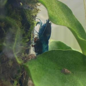 Crevette blue velvet