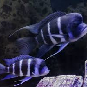 cyclides africain lot 5 cyphotilapia frontosa moba