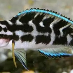Julidochromis Transcriptus Gombi