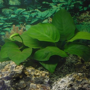 Vend rhizome d'Anubias barteri var. nana (de 10 à 15 cm)