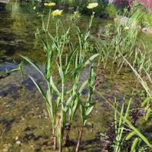 Grande douve/ ranunculus lingua pour bassin