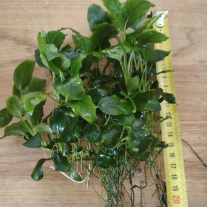 Anubias Nana
