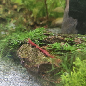 Crevettes red cherry