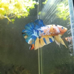 Betta importé indonésie