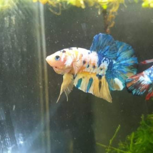 Betta importé indonésie