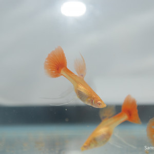 Guppy Super Red Long nageoir <rare>