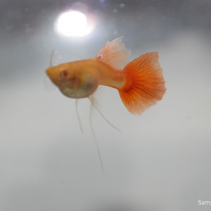 Guppy Super Red Long nageoir <rare>