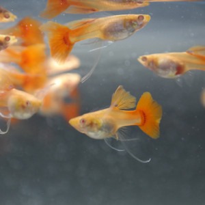 Guppy Super Red Long nageoir <rare>