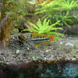 Apistogramma cacatuoides double red