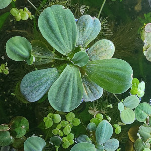 Pistia stratiotes