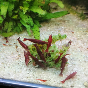 Crevettes Neocaridina Bloody Mary