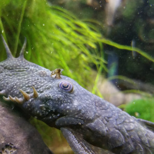 Ancistrus