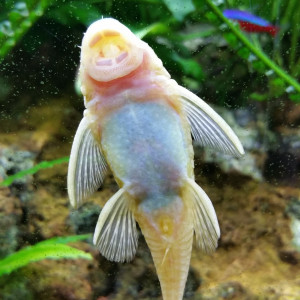 Ancistrus gold
