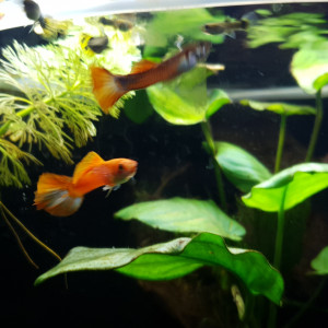 Guppy male rouge orange
