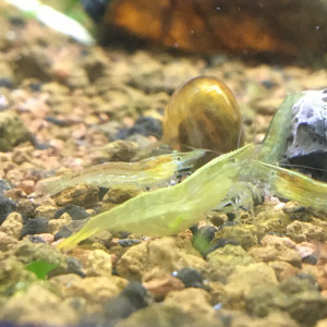 Caridina cantonensis babaulti green