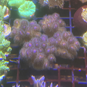 Pocillopora damnicornis