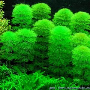 Boutures de Limnophila