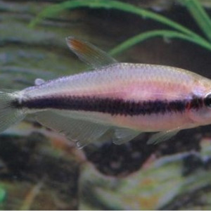 Tetra royal