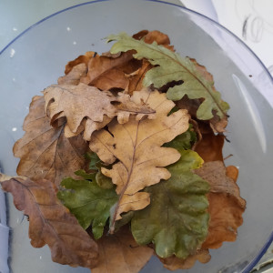 Feuilles de Chênes séchées