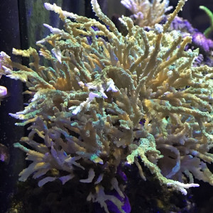 montipora stellata vert