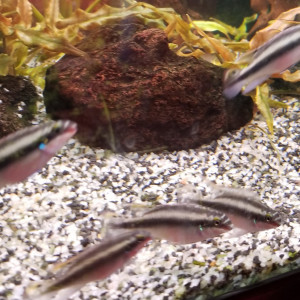 Jeunes pelvicachromis