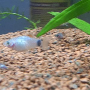 Platys mickeys bleu gris