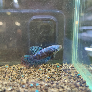 Betta alien indonésien