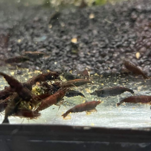 NEOCARIDINA  (green jade/ bloody/ rili / yellow/ orange/ blue velvet et diamond....