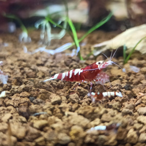Pinto Red Galaxy et Pinto Red Belly