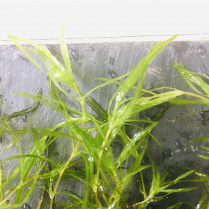 Plantes cerathophylum