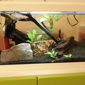 Aquarium 20l avec pompe et éclairage