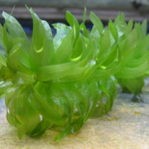 Egeria Densa