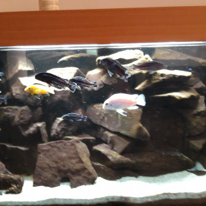 Aquarium complet