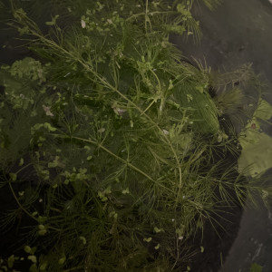 Ceratophyllum