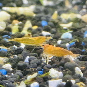 Neocaridina sakura orange