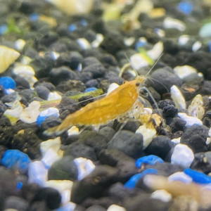 Neocaridina sakura orange