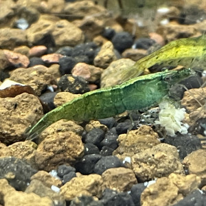 Mélange de belle neocaridina davidi (1,5cm)