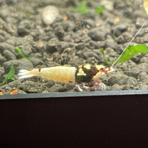 Crevette caridina cantonensis Pinto Red spotted