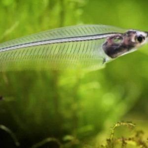 Poisson de verre