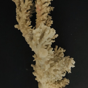 Grand Corail de dentelle naturel authentique