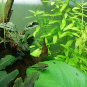 Corydoras pygmaeus