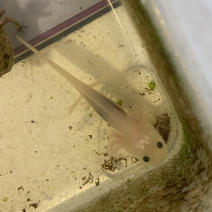 Axolotl blanc aux yeux noirs