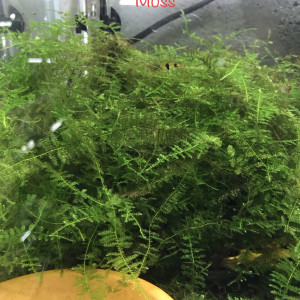 Mousse aquarium