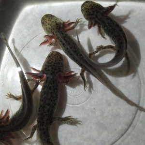 Bb axolotl sauvage