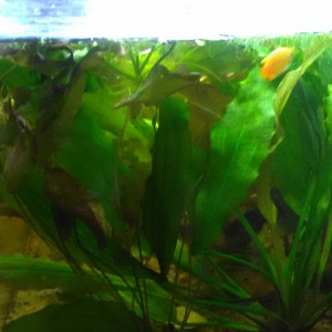 Plantes flottantes Microsorium Vallisneria Spiraalis