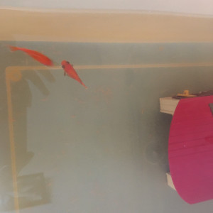 Donne deux poissons rouges pour bassin