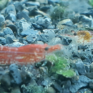 Crevettes Red Chery