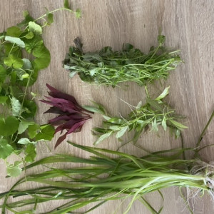 Lot plantes